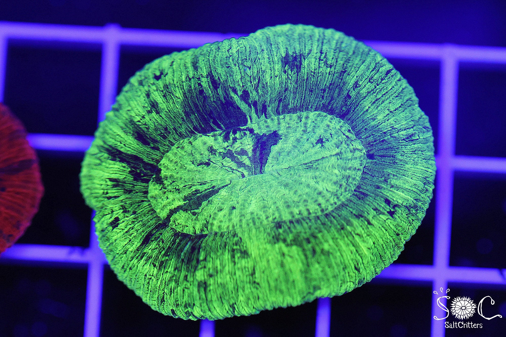 Neon Green Cone Bottom Trachy Coral 38 – SaltCritters