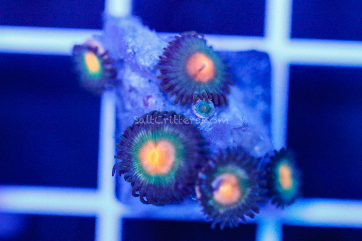 Zoanthid Coral B116 – SaltCritters