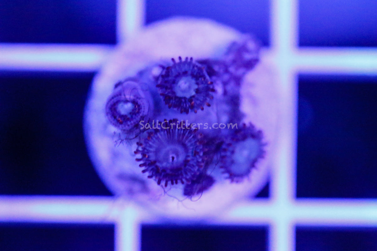 Zoanthid Coral B206 – SaltCritters