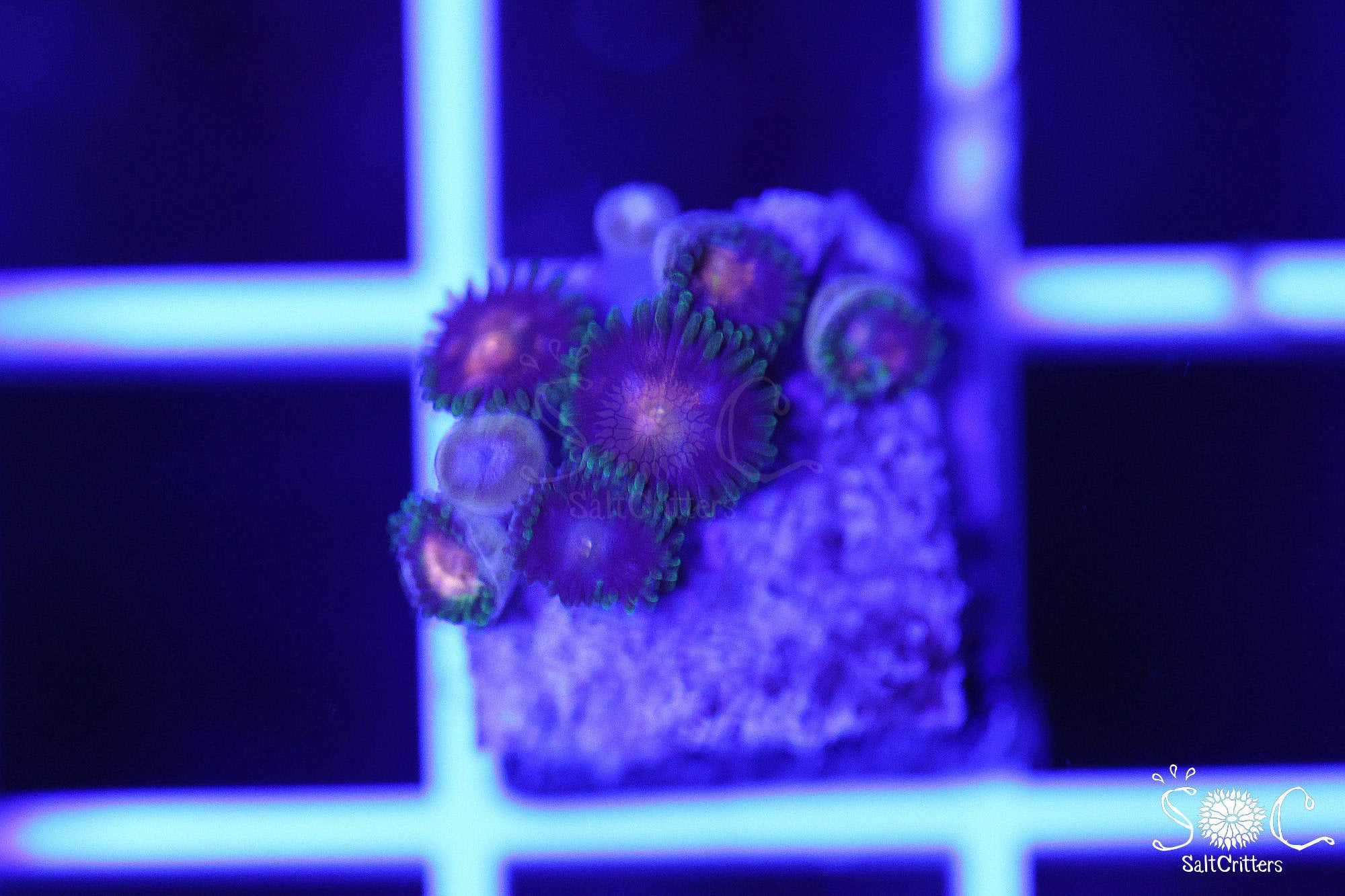 Zoanthid Coral B263 – SaltCritters