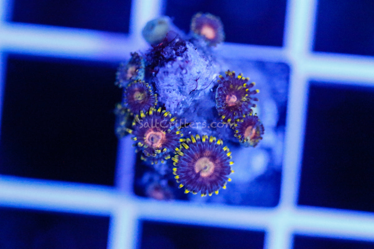 anemone 復刻版 ソマチッド Zoanthid Coral B273 – SaltCritters