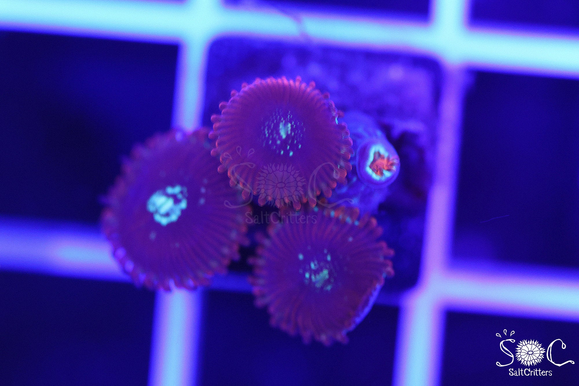 Zoanthid Coral B282 – SaltCritters