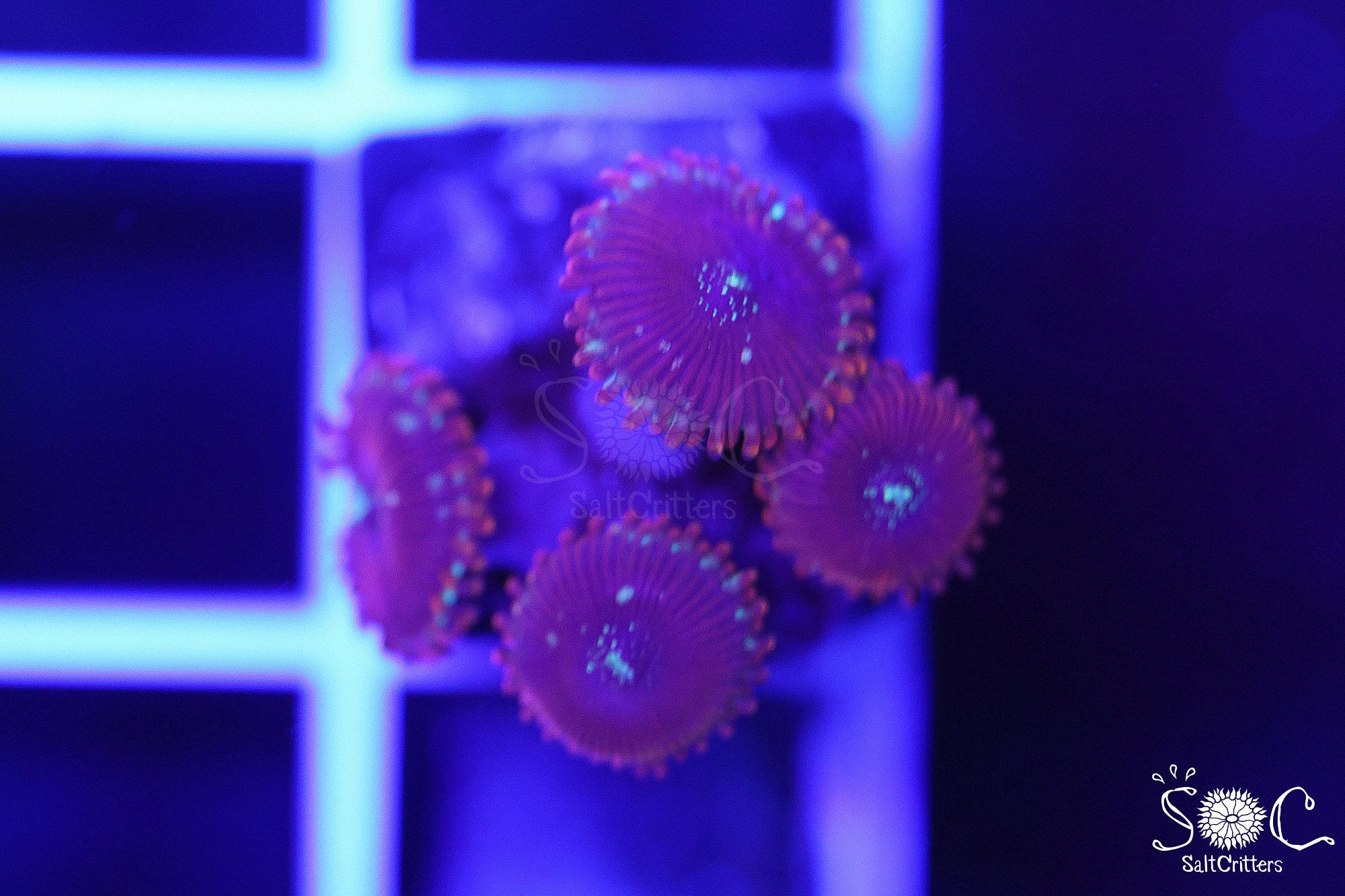 Zoanthid Coral B292 – SaltCritters