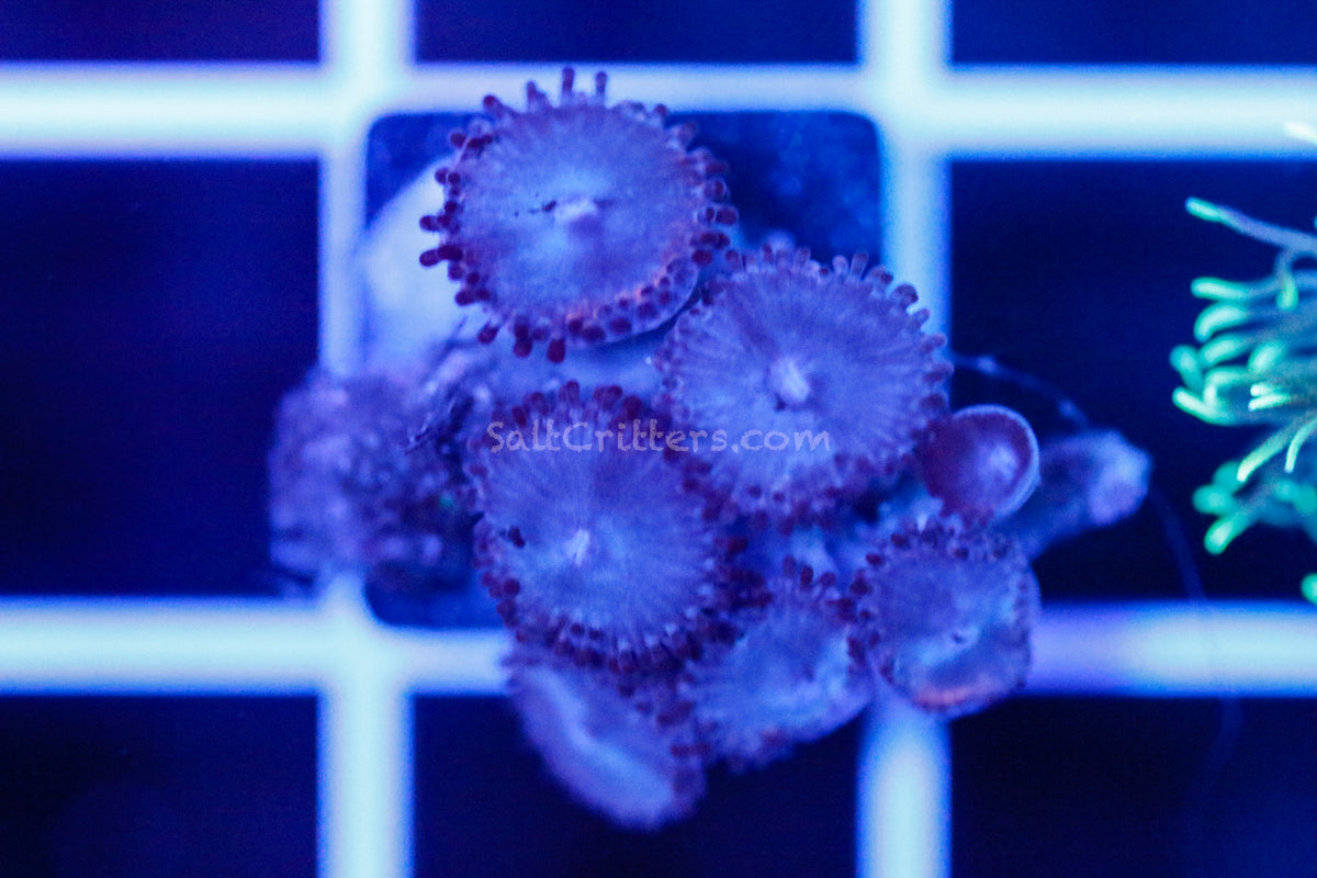 Zoanthid Coral B358 – SaltCritters