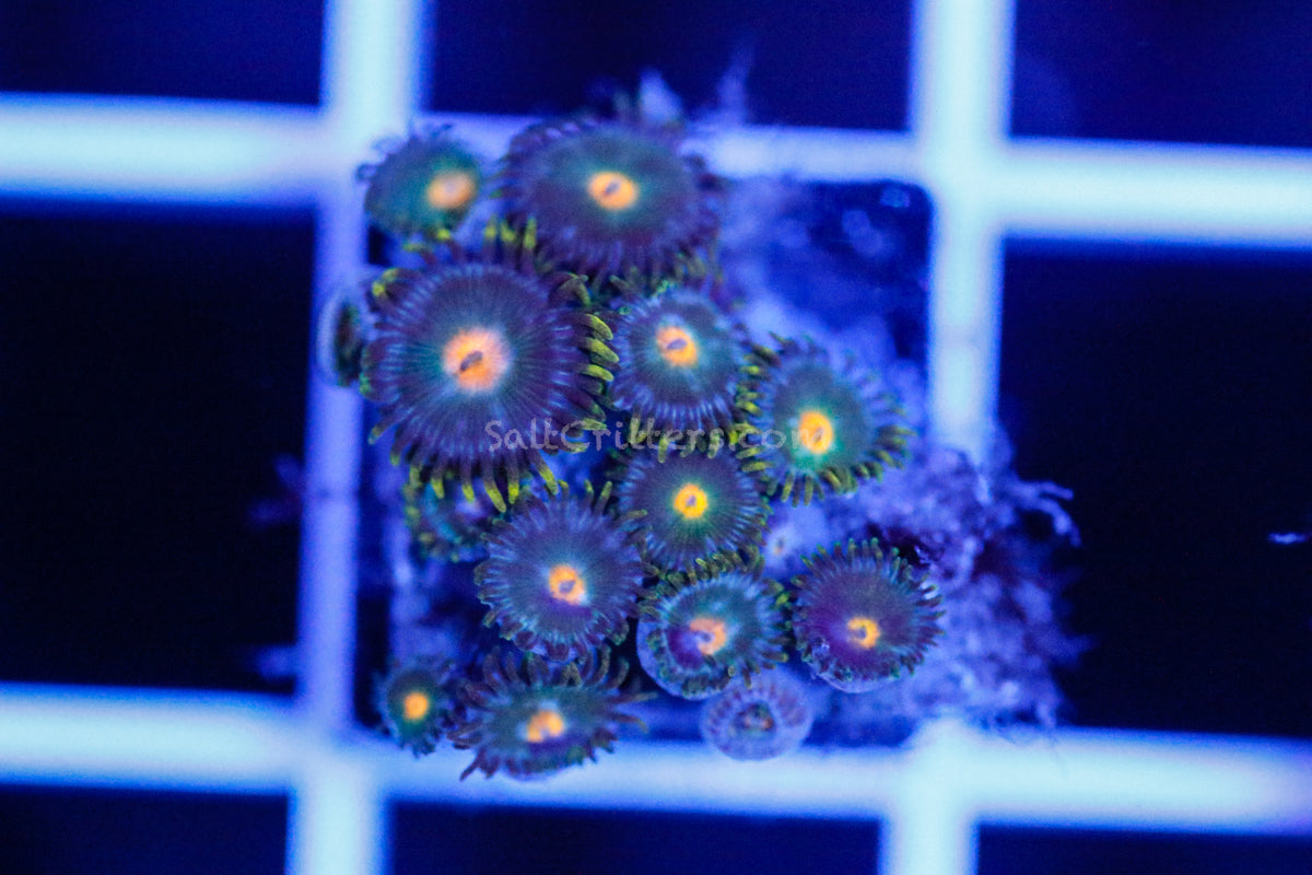 Zoanthid Coral B385 – SaltCritters