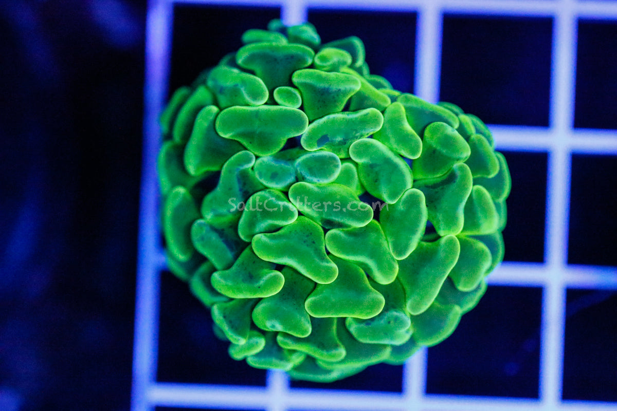 Hammer Coral B96 – SaltCritters