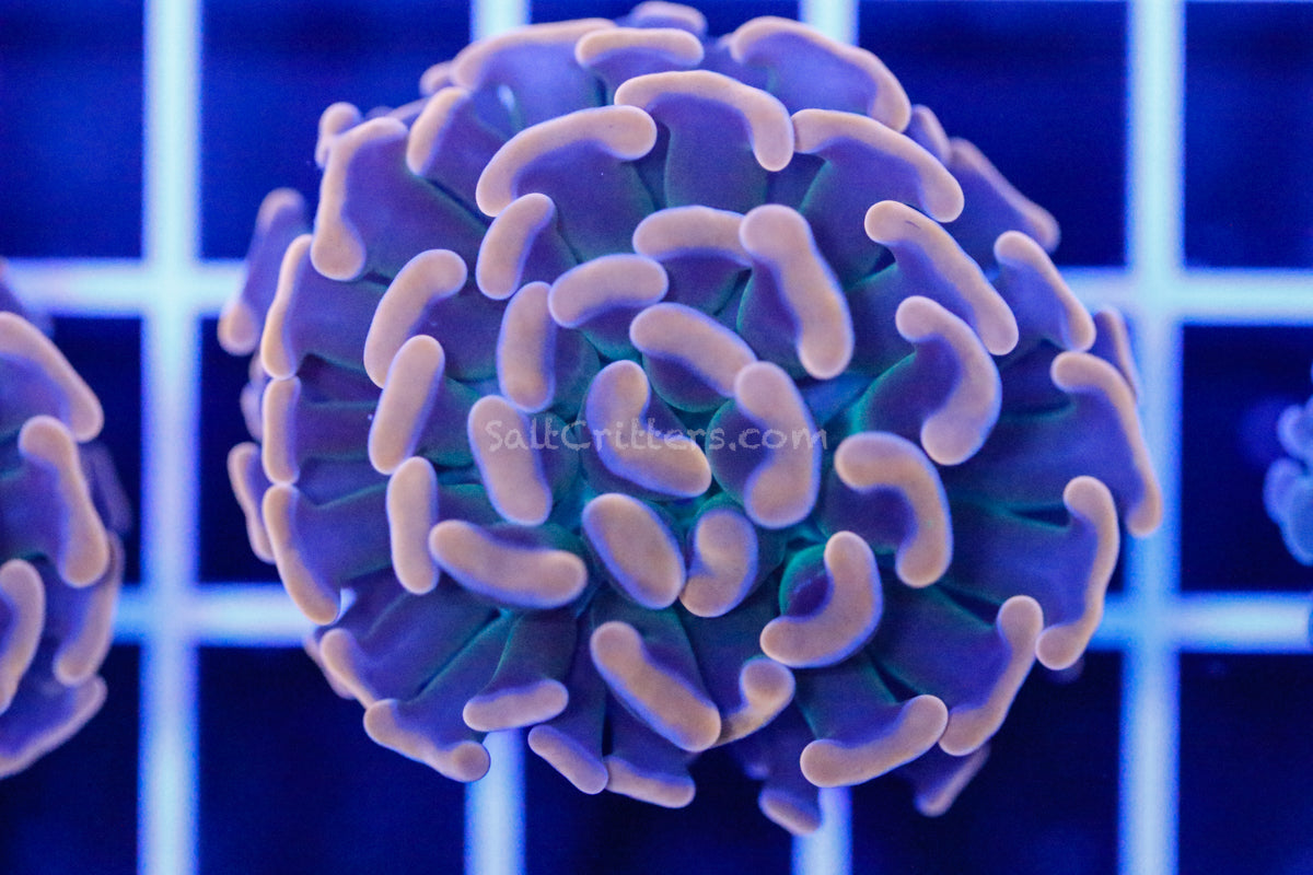 Rose Gold/Bronze/Peach Branching Hammer Coral D132 – SaltCritters