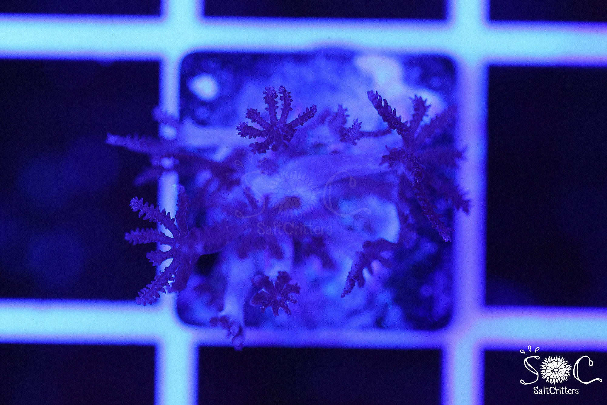 Pulsing Xenia Coral Frag | Mesmerizing Movement for Reef Tanks