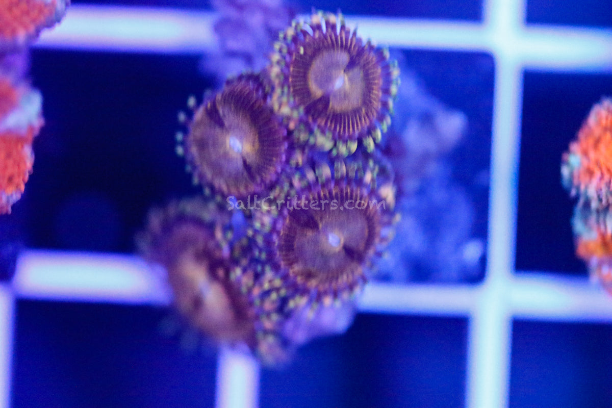 Zoanthid Coral D45 – SaltCritters