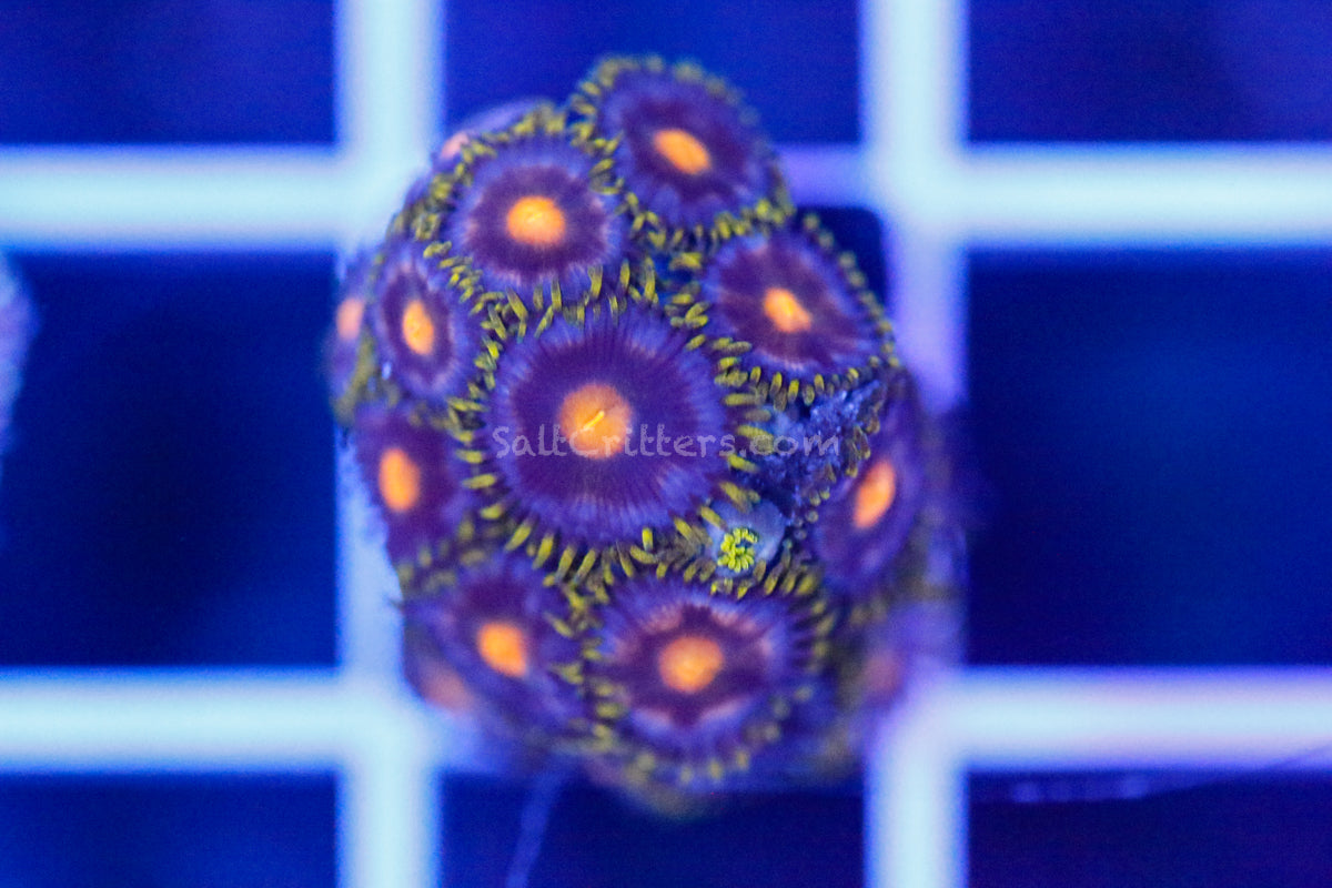 Rom&nd ZO&FRIENDS 5点　ゾア　ZOA Zoanthid Coral D84 – SaltCritters