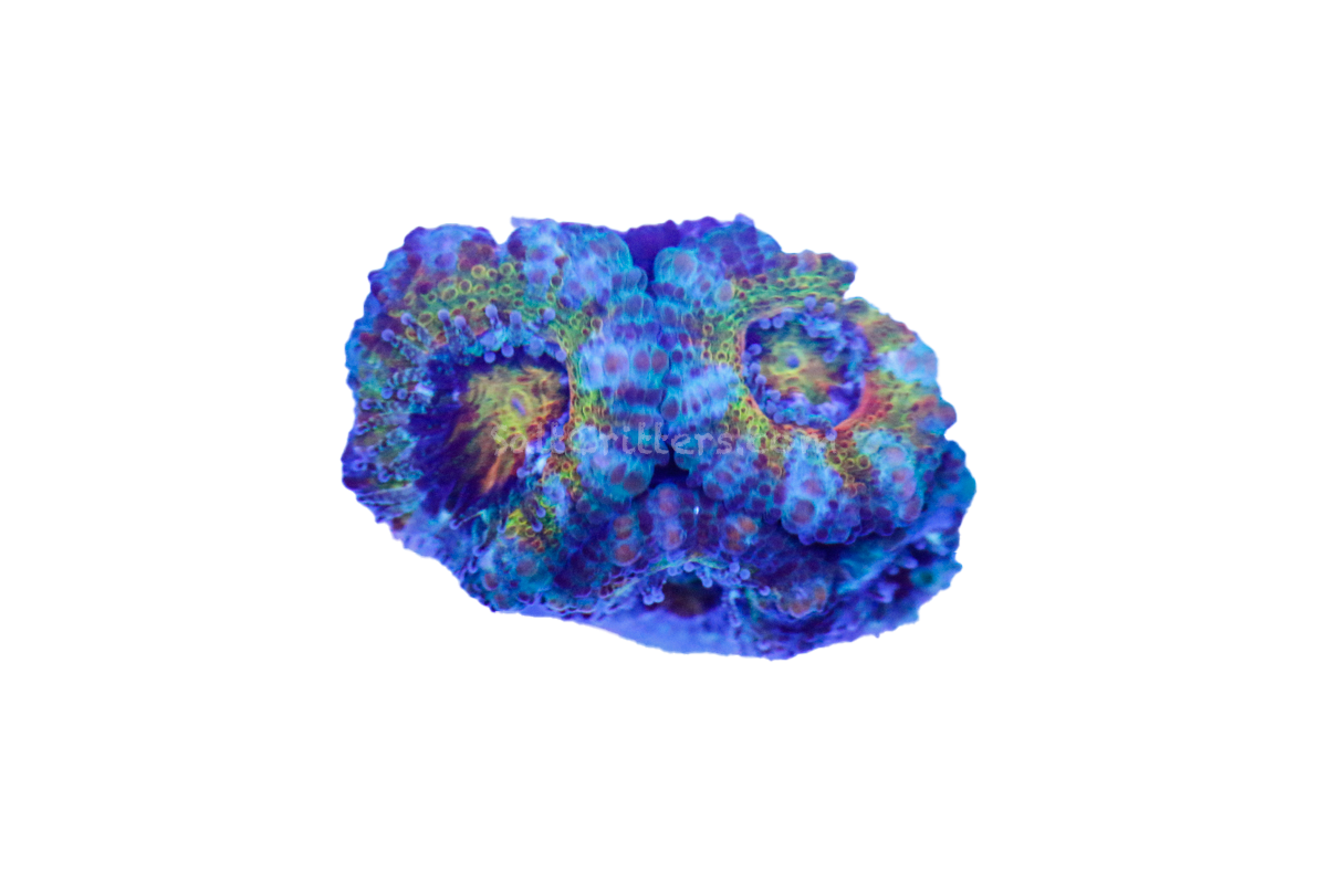 Rainbow Acan Coral D97