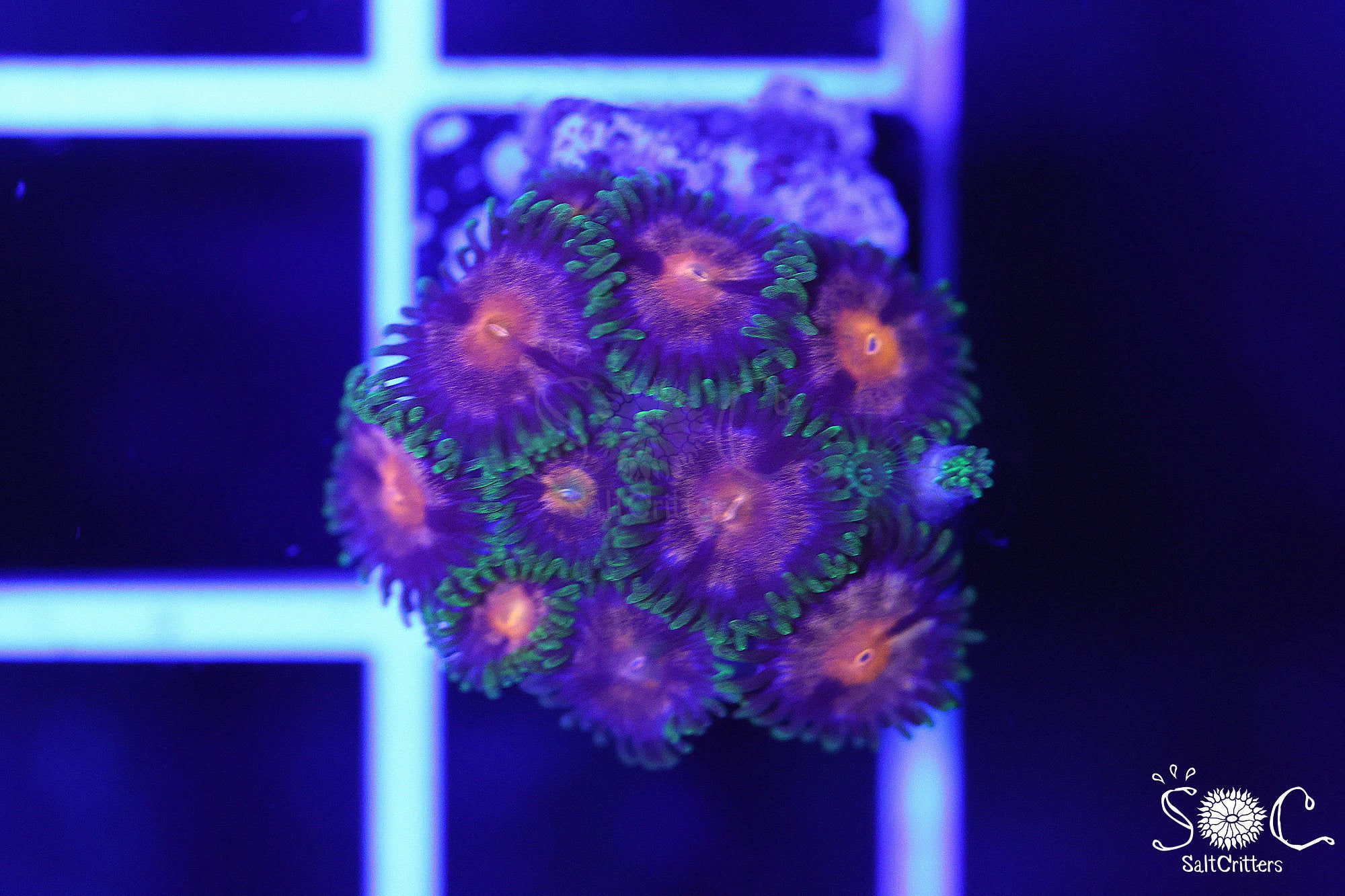 Zoanthid Coral F161 – SaltCritters