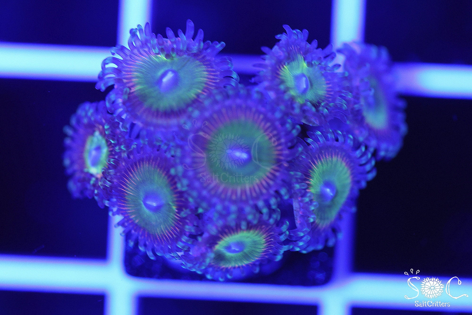 Zoanthid Coral F175 – SaltCritters