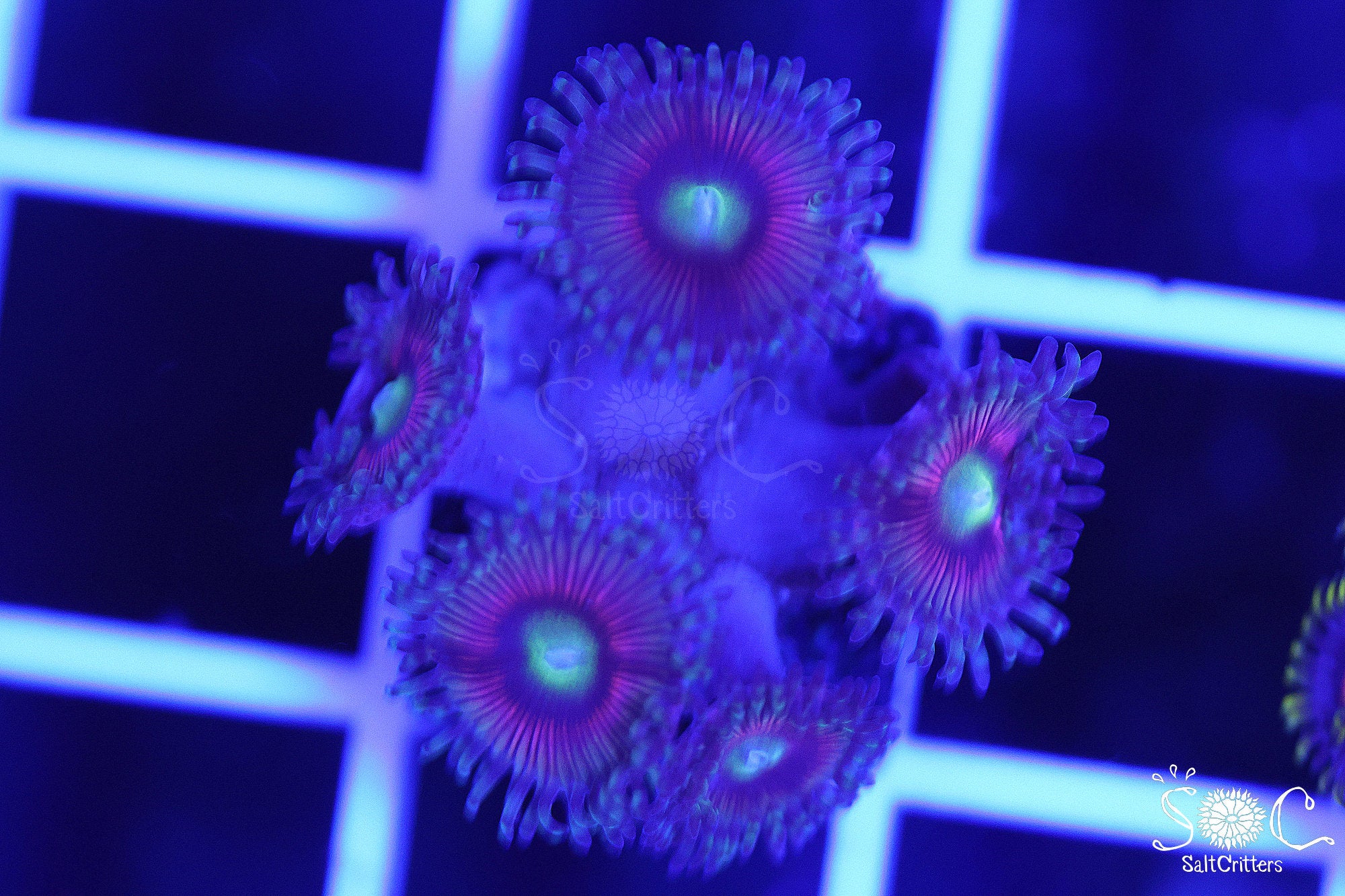 Zoanthid Coral F181 – SaltCritters