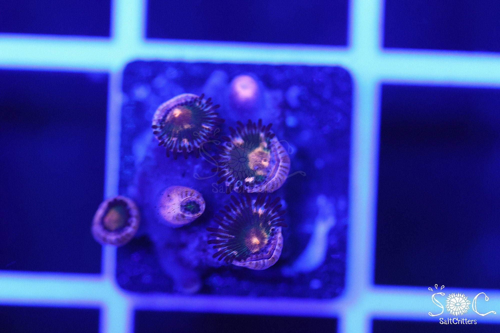Zoanthid Coral F375 – SaltCritters