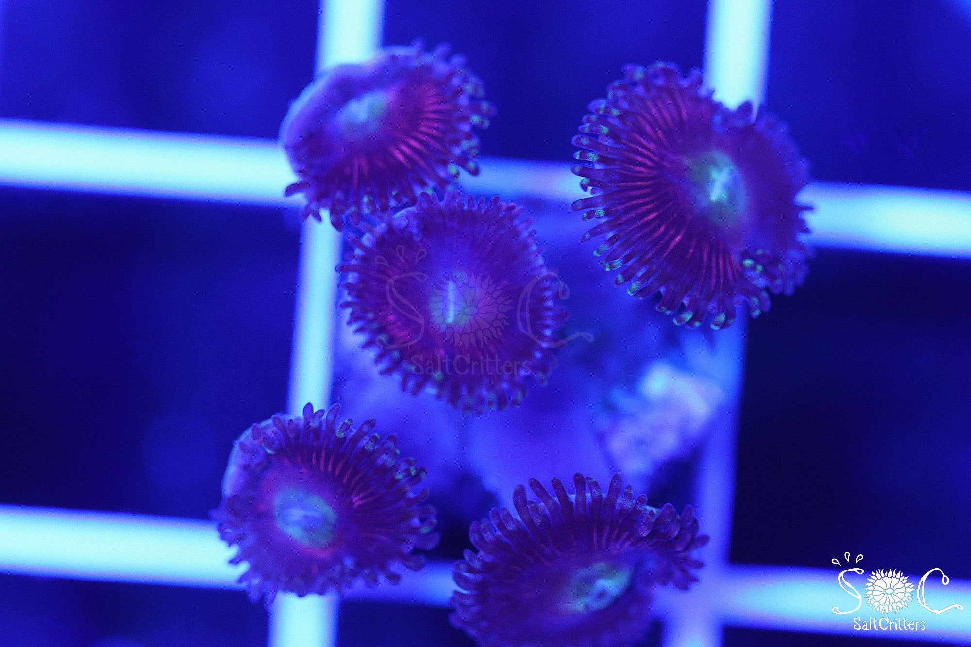Zoanthid Coral F393 – SaltCritters