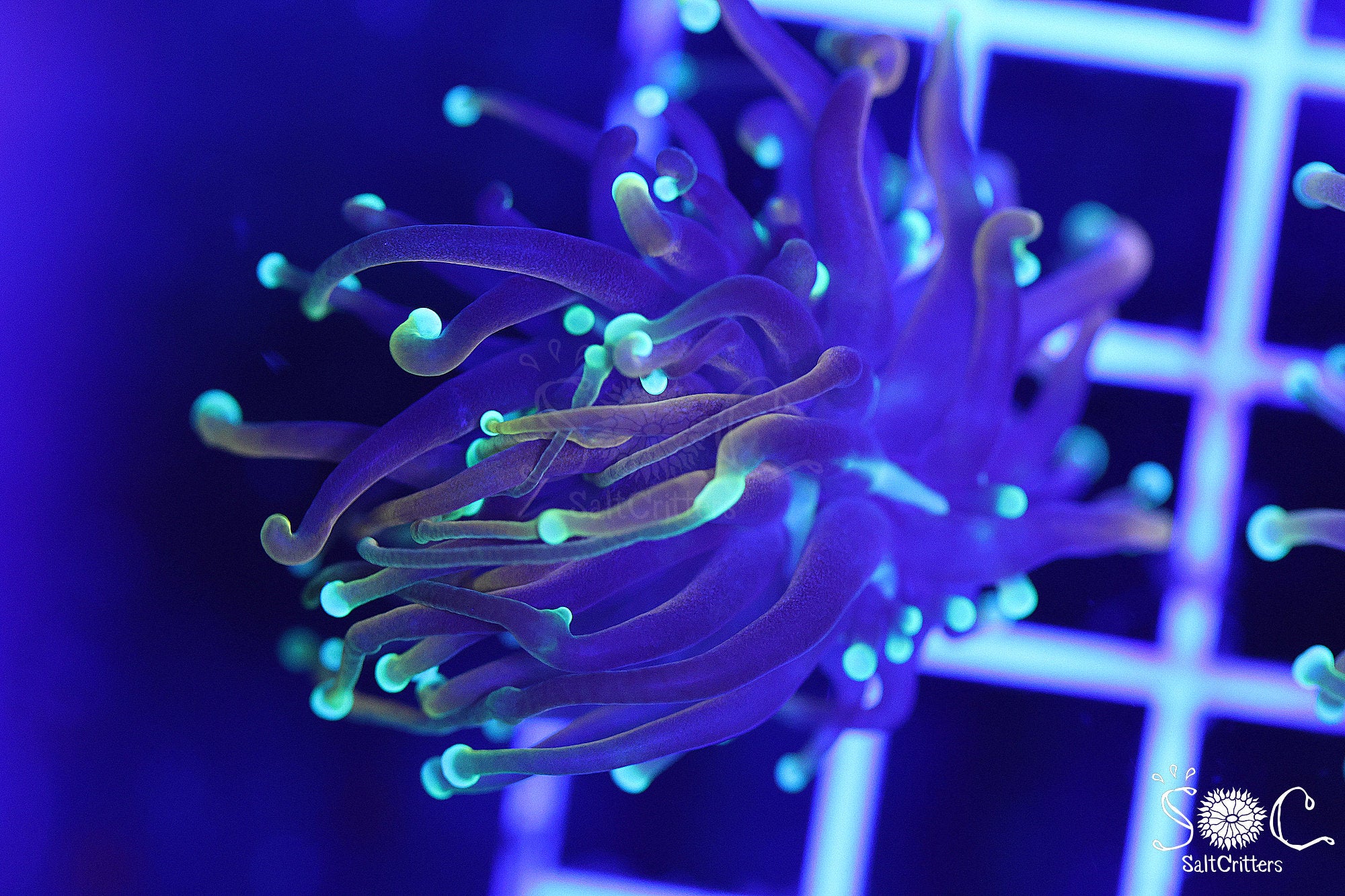 Torch Coral F39 – SaltCritters