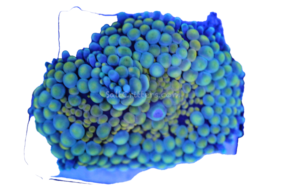 Ricordea Florida Mushroom Coral F403 – Saltcritters