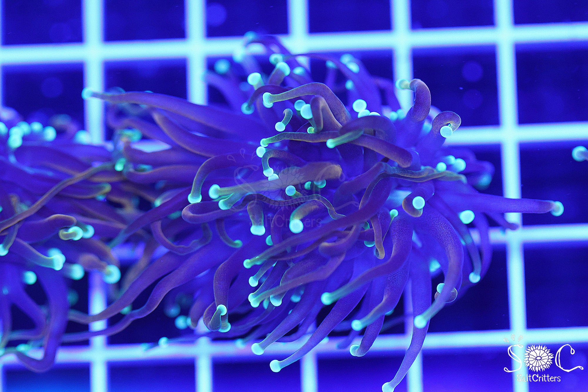 Torch Coral F43 – SaltCritters
