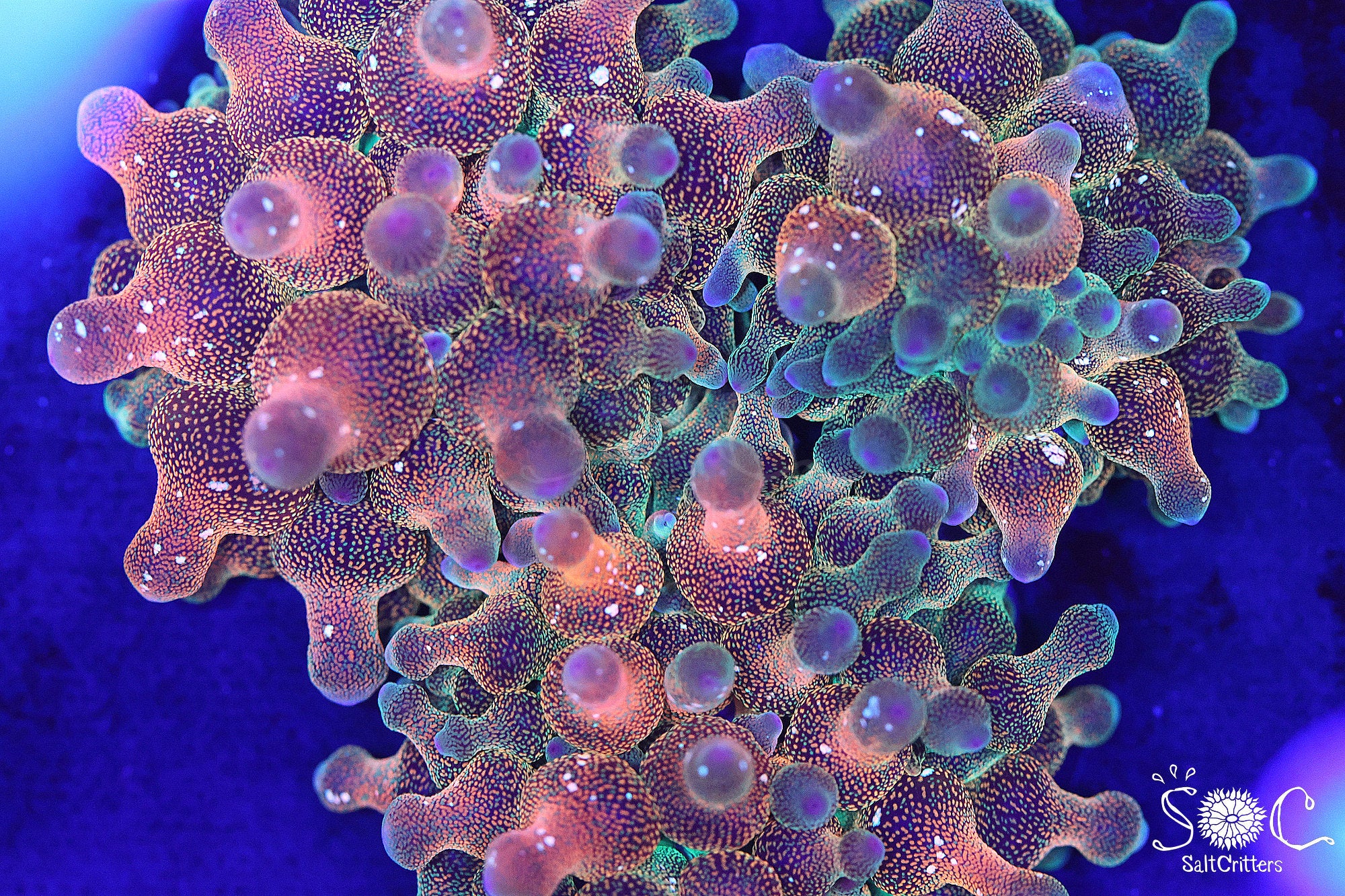 ECC Speckled Bubble Tip Anemone (Entacmaea quadricolor) | SaltCritters