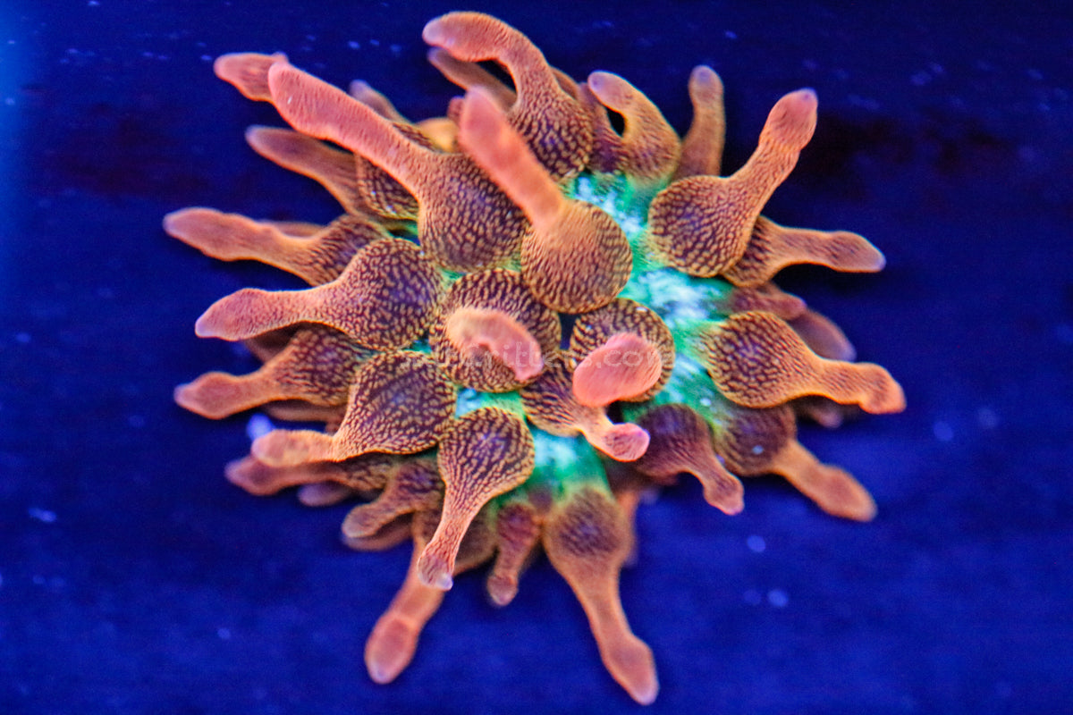 ECC Rainbow Inferno Bubble Tip Anemone – Ultra-Color Rainbow BTA