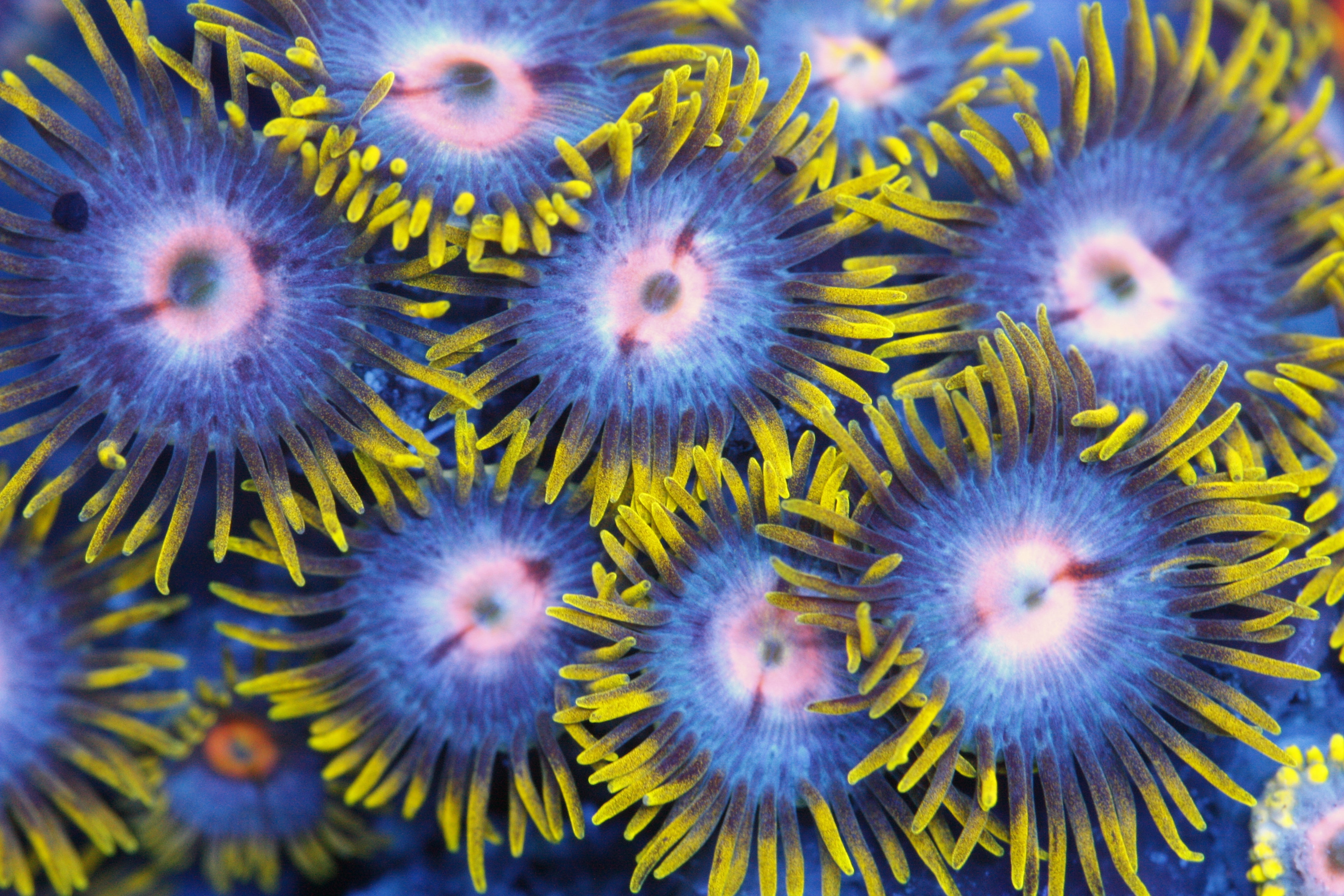 Top 10 Beginner Corals for Your Reef Tank: Easy and Beautiful Choices