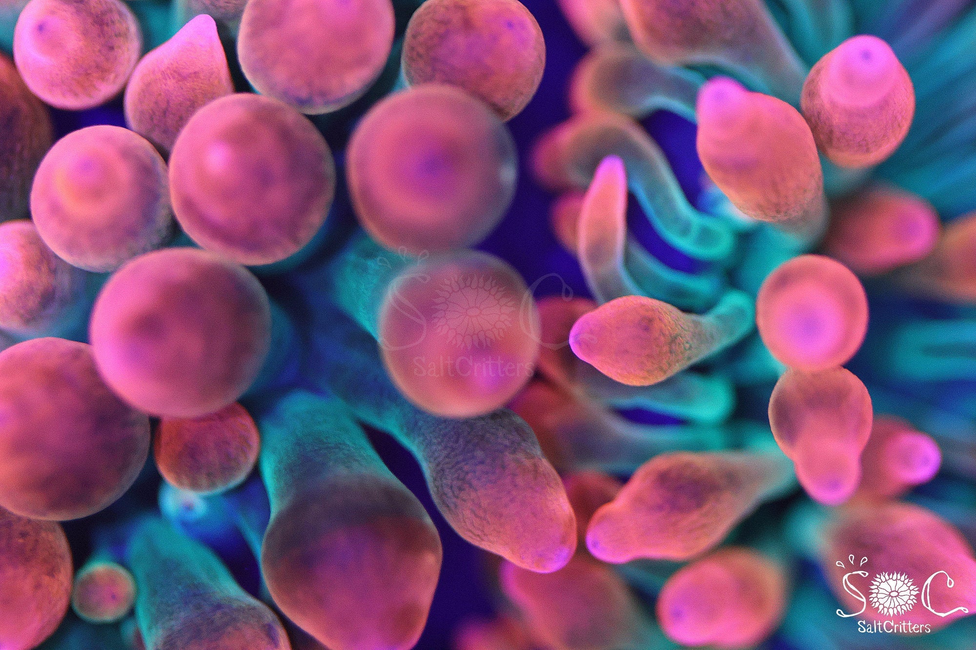 Coral Spotlight: Bubble Tip Anemones – The Reef's Colorful Showstopper