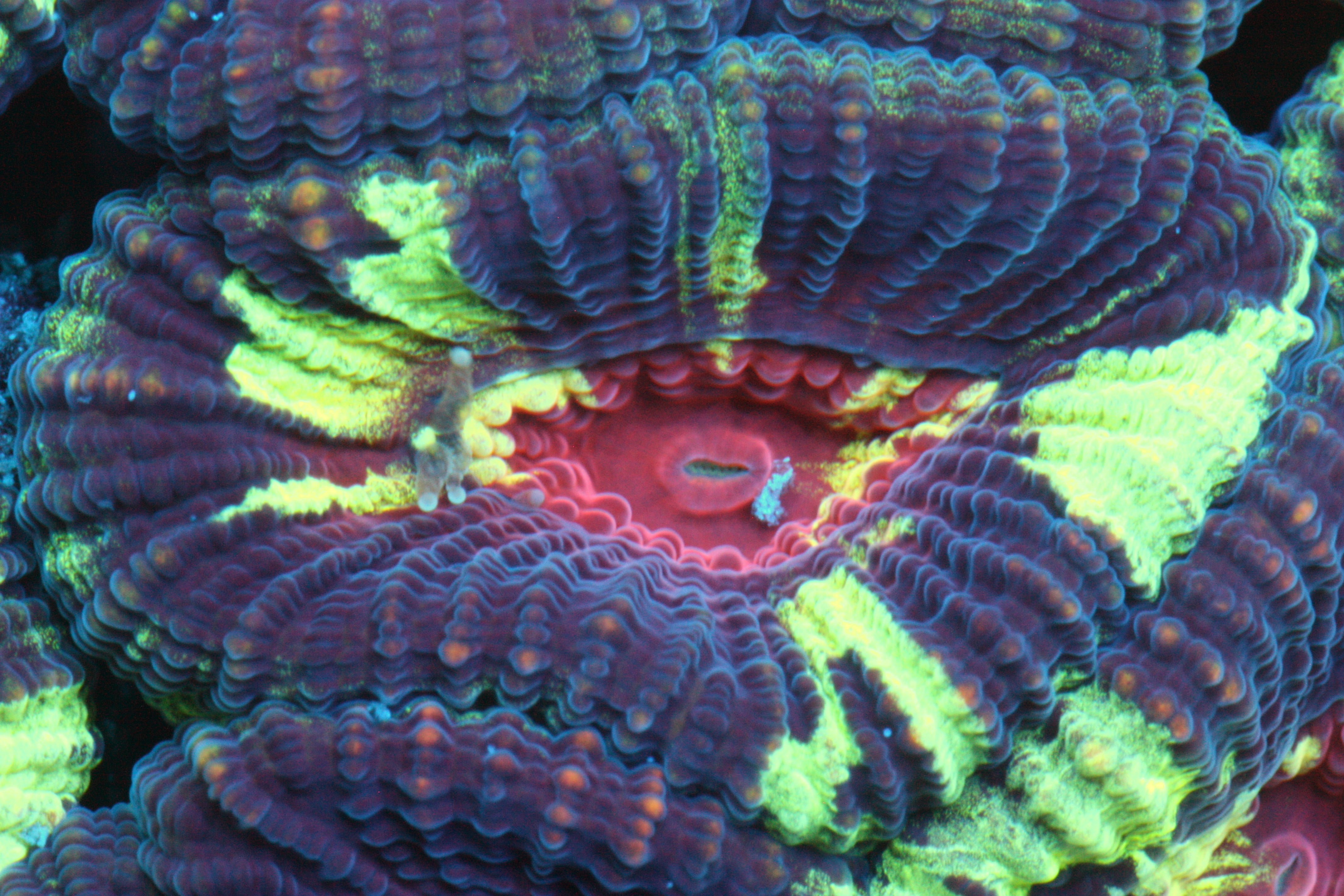 The Ultimate Guide to Coral Feeding: What You Need to Know