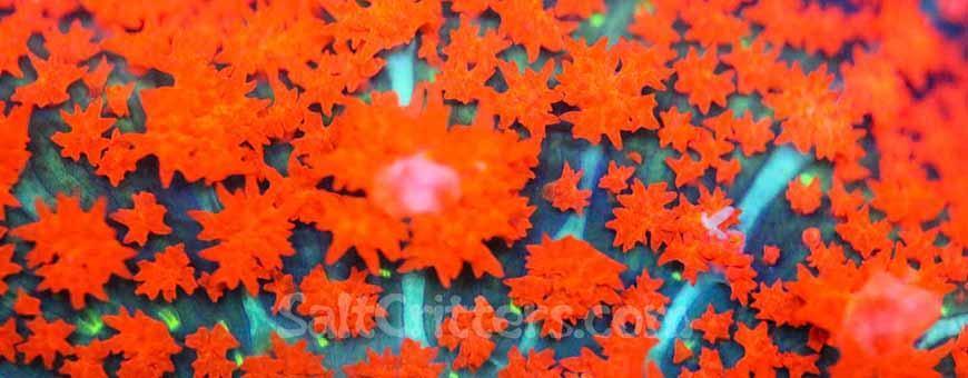 Other Mushroom Coral - SaltCritters