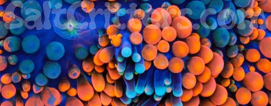 Ricordea Florida Mushroom Coral