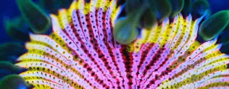 Rock Flower Anemones