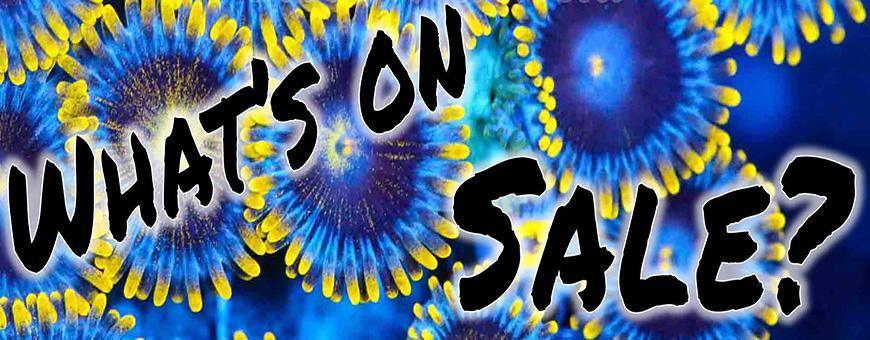 Sale Items - SaltCritters