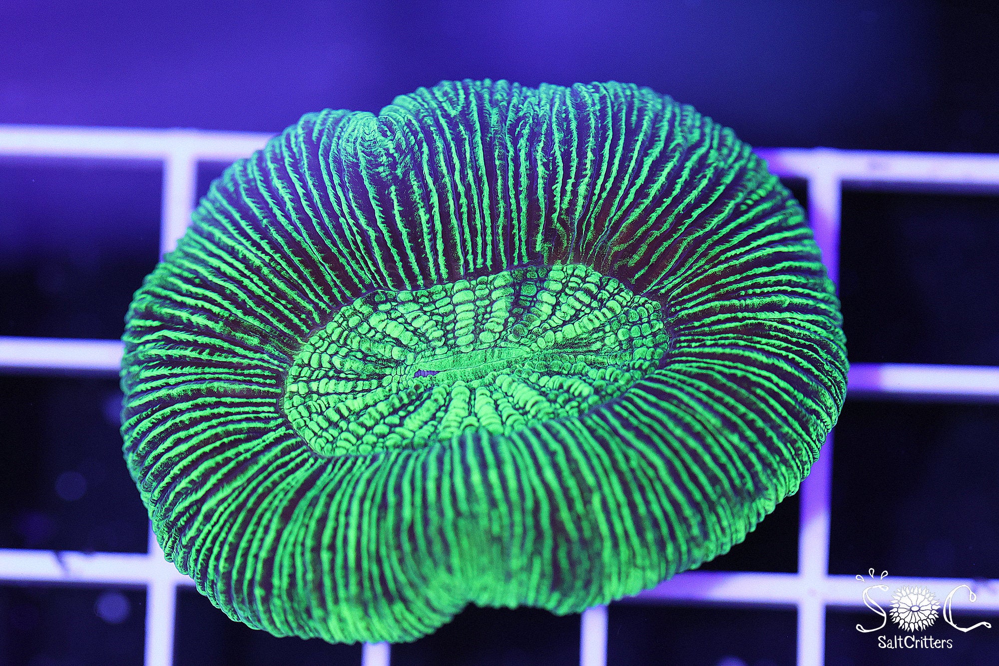 Neon Green Cone Bottom Trachy Coral 67 – SaltCritters