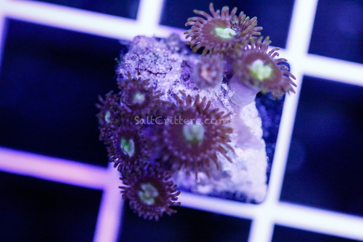 Zoanthid Coral B110 – SaltCritters