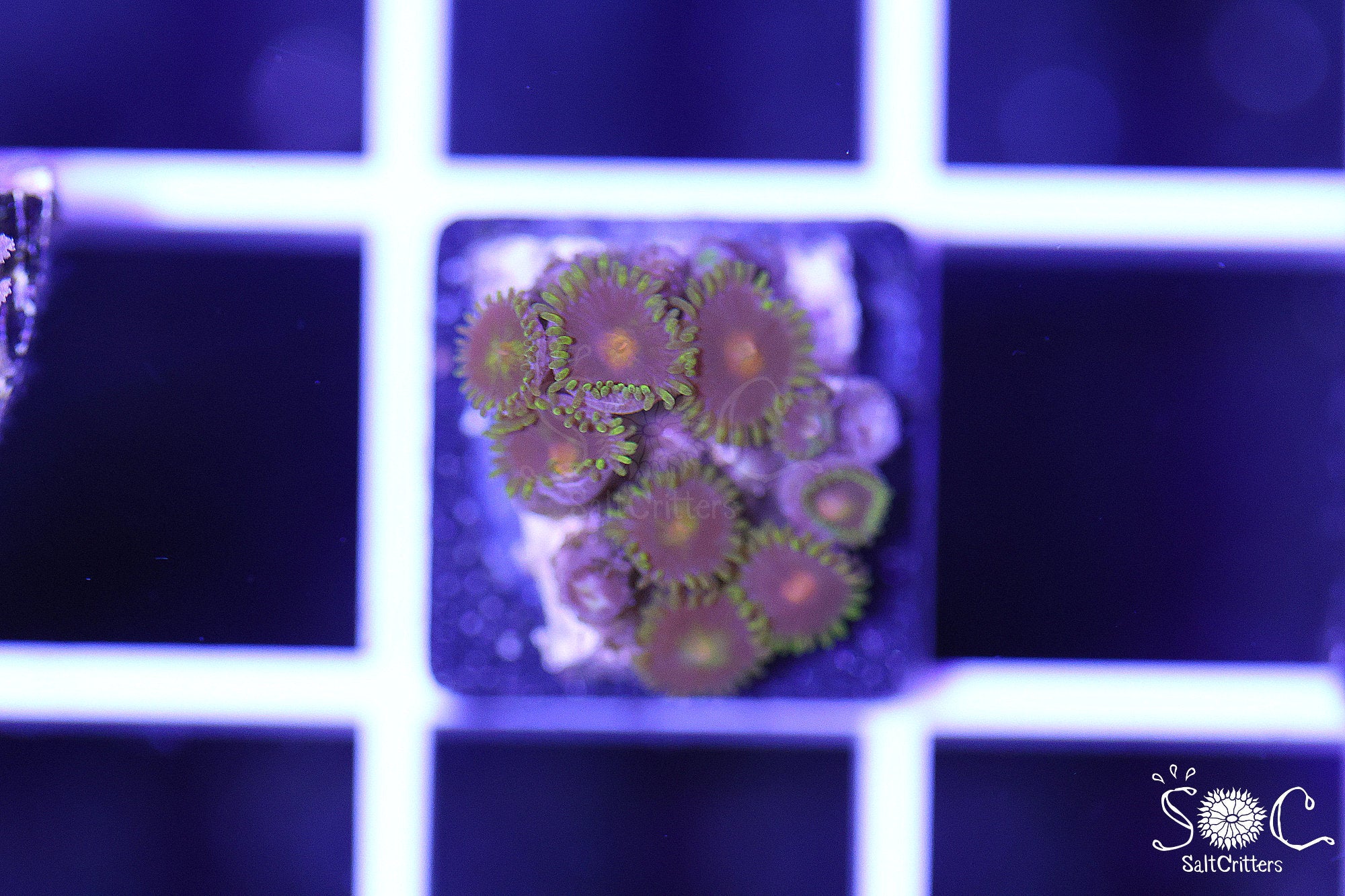 Zoanthid Coral B243 – SaltCritters
