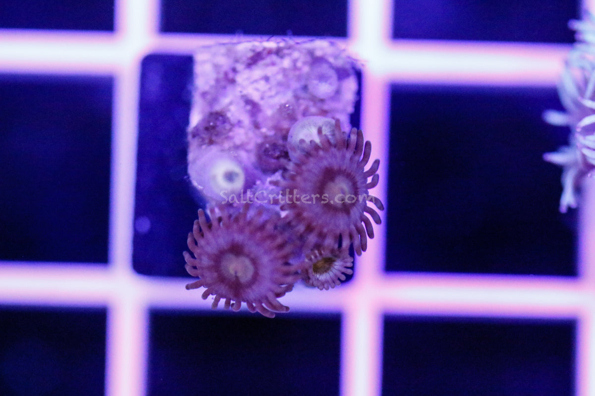 Zoanthid Coral B279 – SaltCritters
