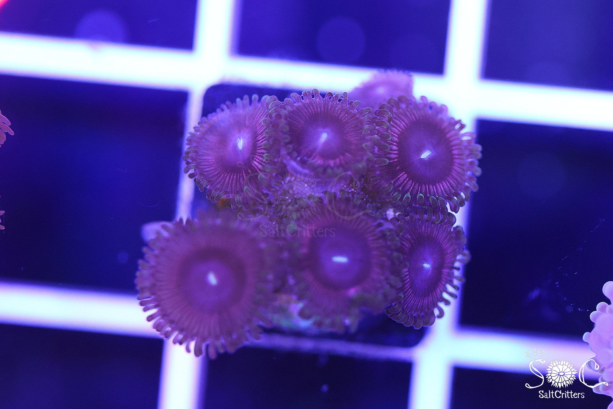 Zoanthid Coral B280 – SaltCritters