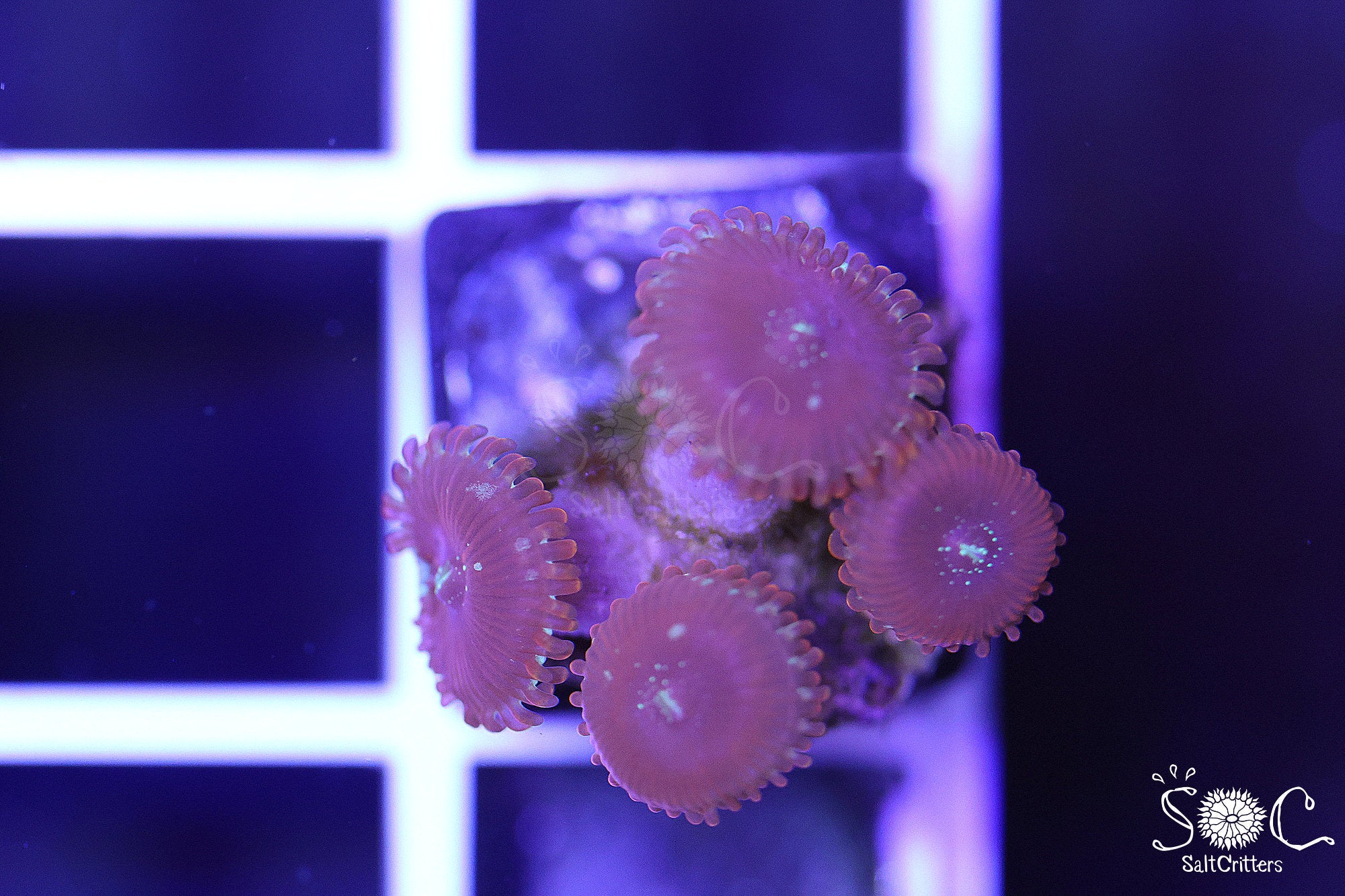 Zoanthid Coral B292 – SaltCritters