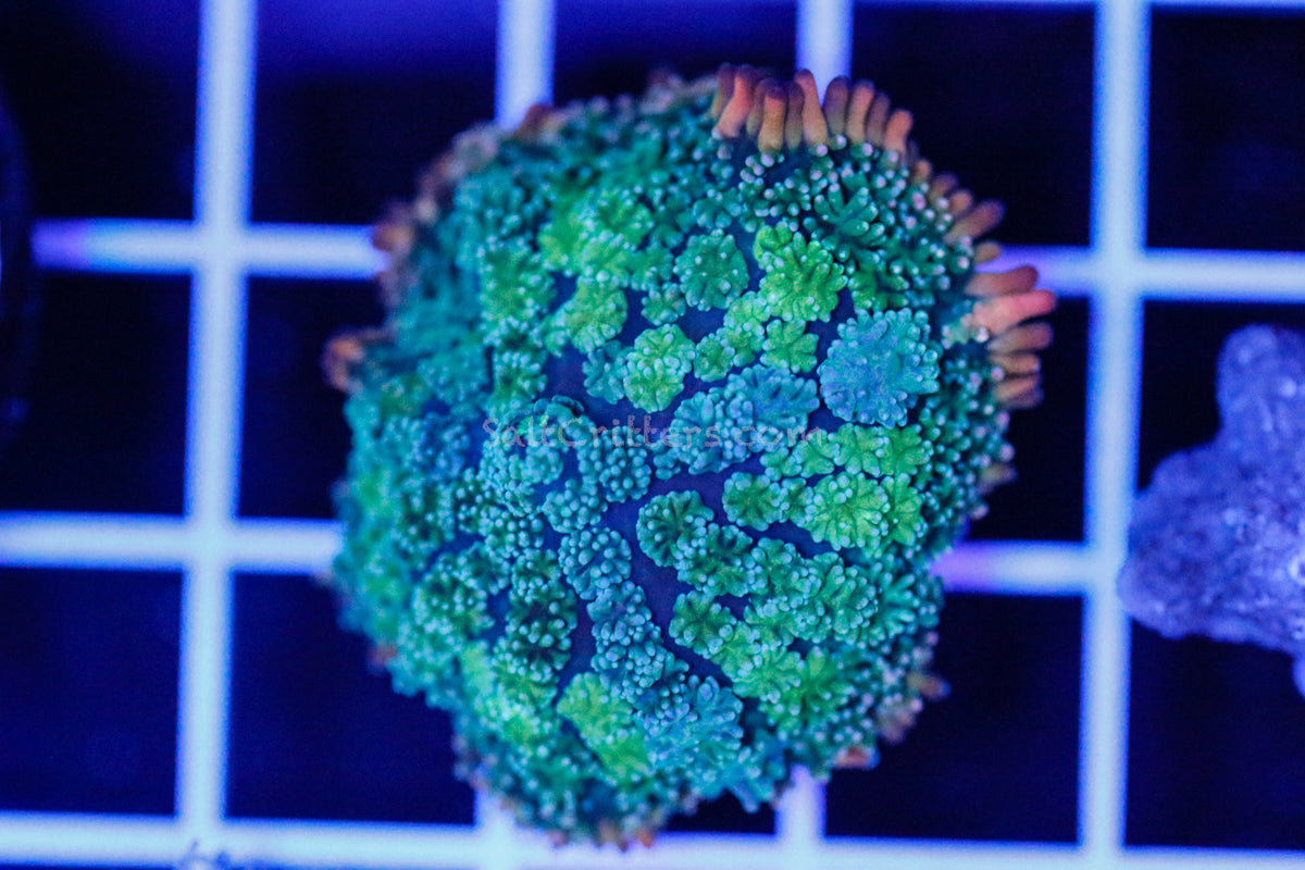 Rainbow Rhodactis Mushroom Coral B62 – SaltCritters