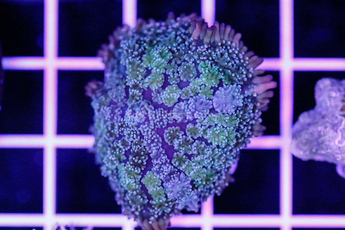 Rainbow Rhodactis Mushroom Coral B62 – SaltCritters