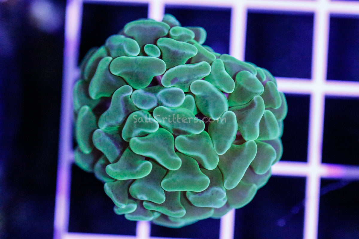 Hammer Coral B96 – SaltCritters