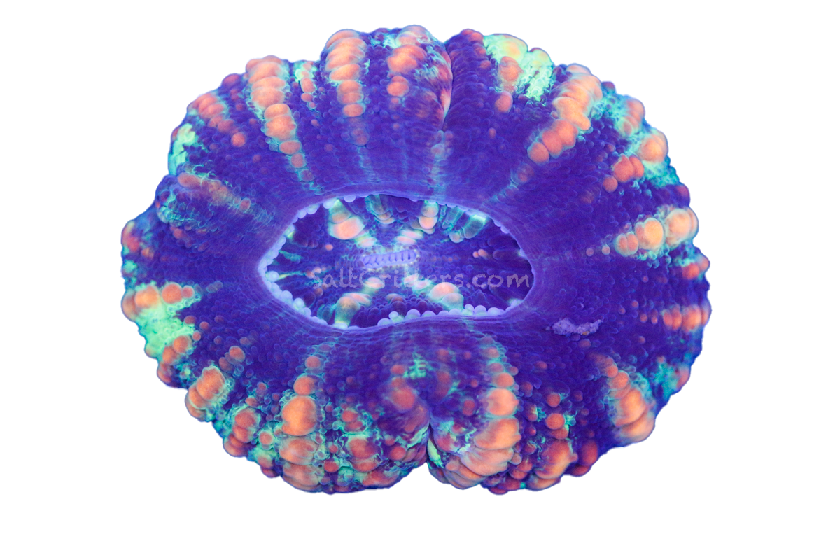 Button Scolymia Coral D153 – SaltCritters