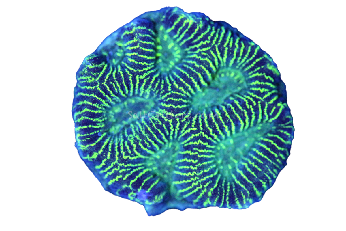 Platygyra Maze Brain Coral D176 – SaltCritters