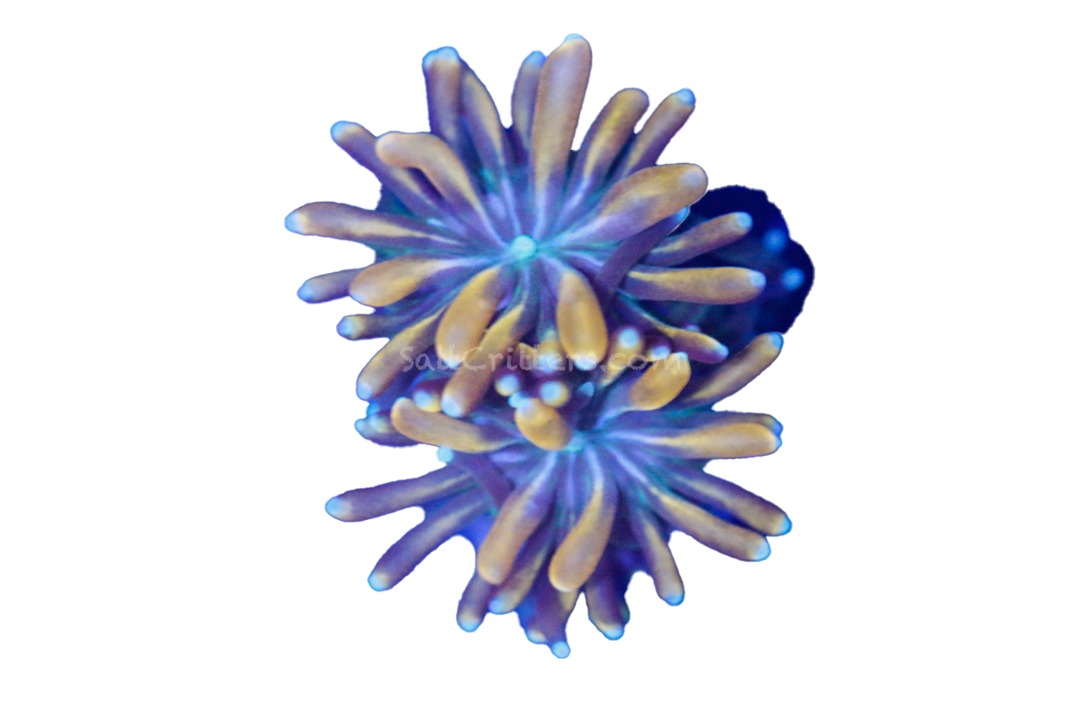 mardi gras galaxea coral