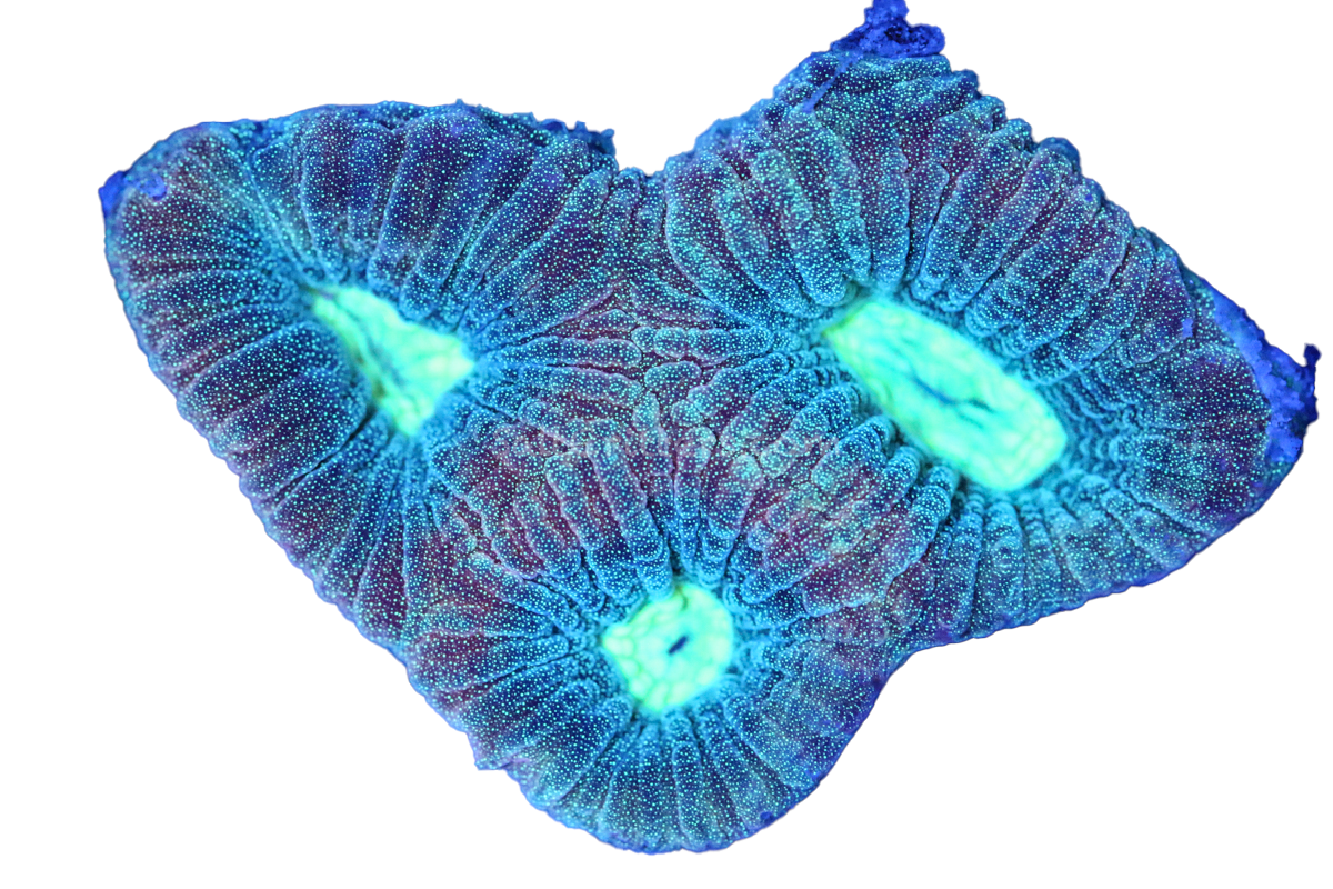 Brain Coral D339 – SaltCritters