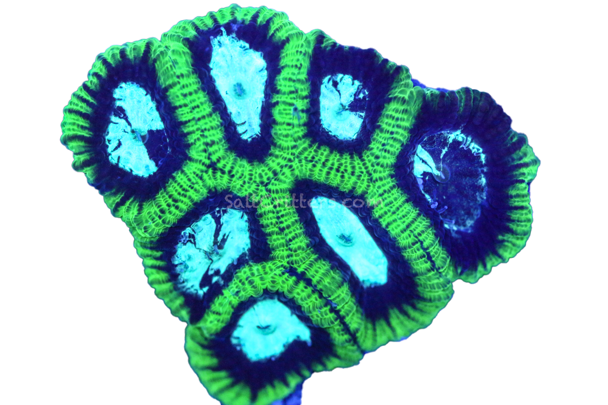 Brain Coral D373 – SaltCritters