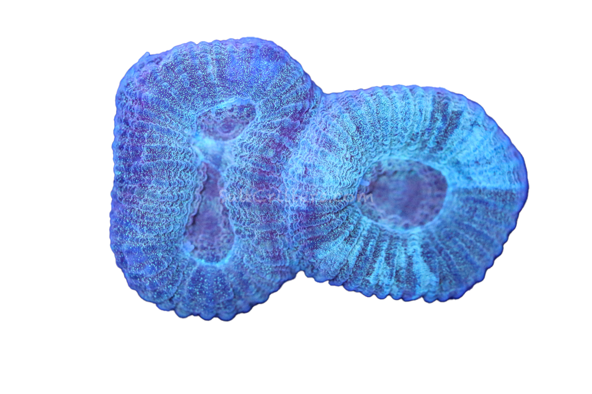 Fluted Moon Coral D374 – SaltCritters