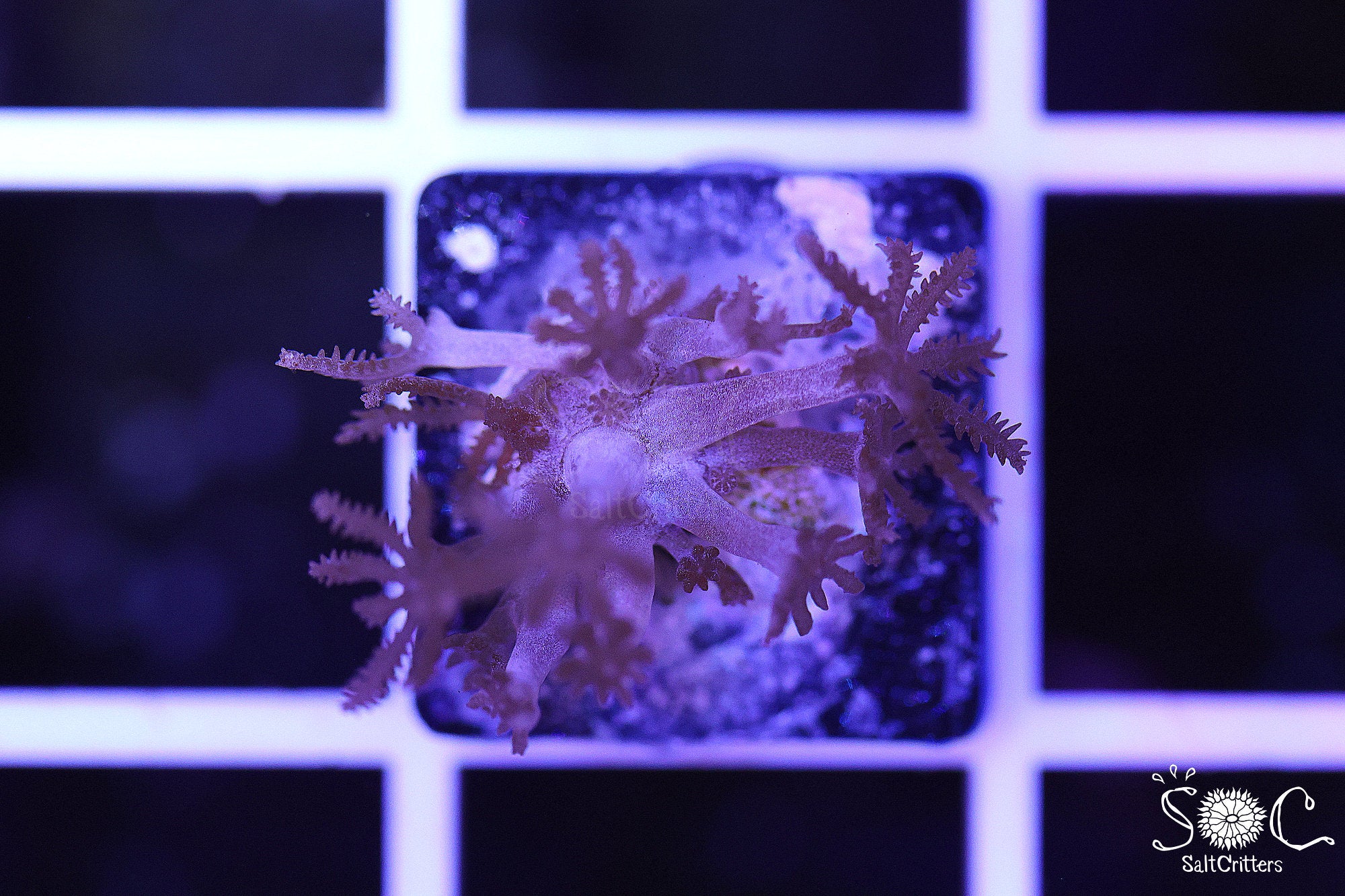 Pulsing Xenia Coral Frag | Mesmerizing Movement for Reef Tanks