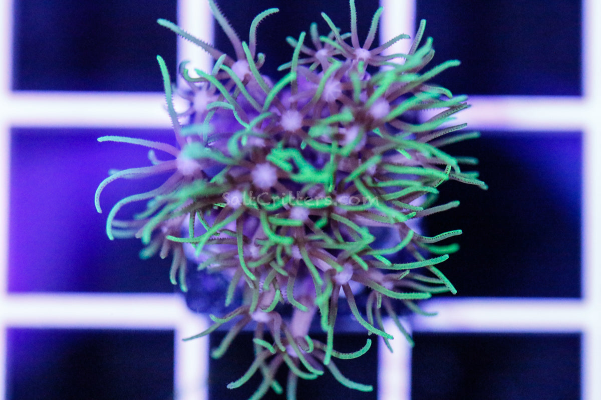 Star Polyp Coral D66 – SaltCritters
