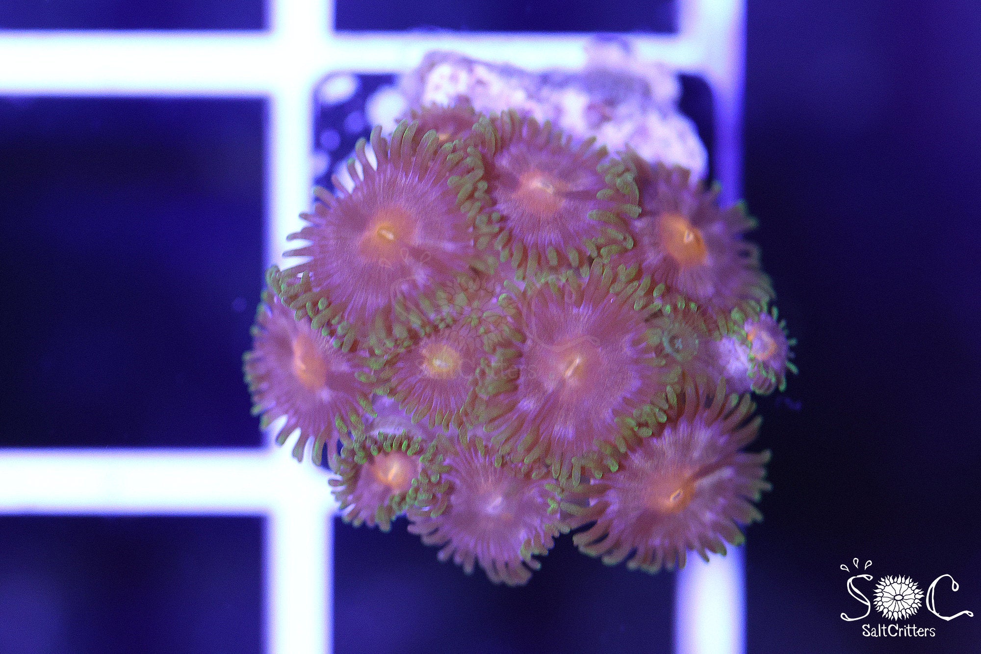 Zoanthid Coral F161 – SaltCritters